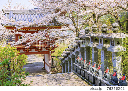 壺阪寺　満開の桜大仏　 76256201