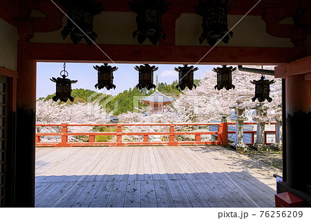 壺阪寺　満開の桜大仏　 76256209