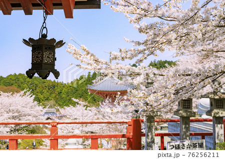 壺阪寺 満開の桜大仏 壺阪寺 満開の桜大仏 76256211