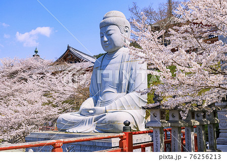 壺阪寺　満開の桜大仏　 76256213