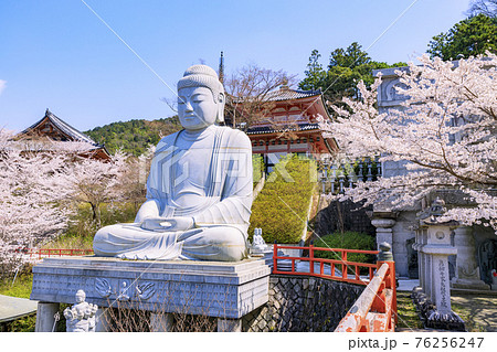 壺阪寺 満開の桜大仏 壺阪寺 満開の桜大仏 76256247