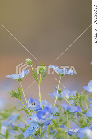 ネモフィラ 76256353