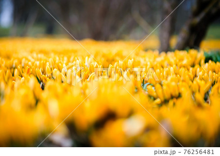 The first beautiful yellow crocuses blooming in the spring garden, in park in sunset. Defocused 76256481