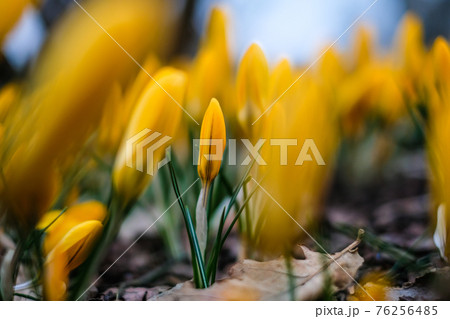 The first beautiful yellow crocuses blooming in the spring garden, in park in sunset. Defocused 76256485