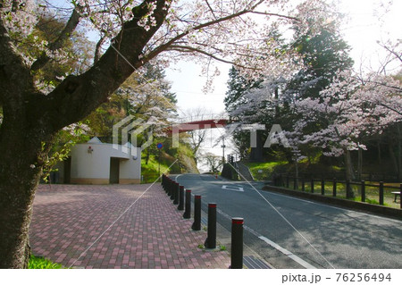 松ヶ岡公園の桜(福島県・いわき市) 松ヶ岡公園の桜(福島県・いわき市) 76256494