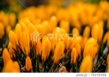The first beautiful yellow crocuses blooming in the spring garden, in park in sunset. Defocused The first beautiful yellow crocuses blooming in the spring garden, in park in sunset. Defocused 76256498
