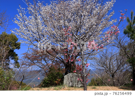 筆山公園の桜とぼんぼり　（高知県　高知市）	 76256499