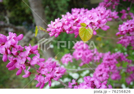 ハナズオウのハート型の葉 ハナズオウのハート型の葉 76256826