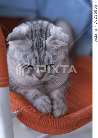 猫 ねこ ネコ 76256965