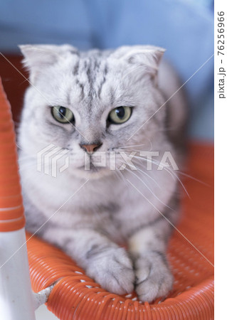 猫 ねこ ネコ 76256966