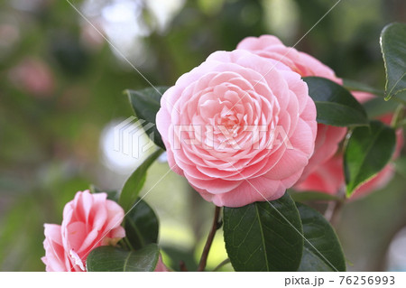 ピンク色の乙女椿（おとめつばき）　 76256993