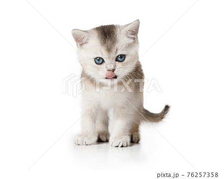 Funny Scottish kitten with its tongue hanging out stands on white 76257358
