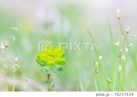 春の野　トウダイグサの花 76257639