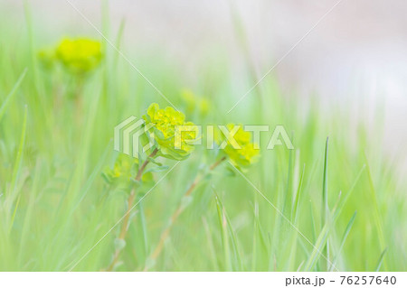 春の野　トウダイグサの花 76257640