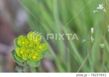 春の野　トウダイグサの花 76257641
