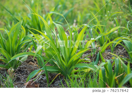 ヤブカンゾウの新芽 76257642