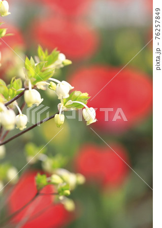 かわいいドウダンツツジの花 チューリップの背景 の写真素材