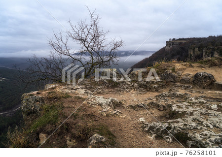 Lone small tree grow at the edge of cliff. Force of life. Strong plant fighting for its future 76258101