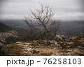 Lone small tree grow at the edge of cliff. Force of life. Strong plant fighting for its future 76258103
