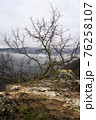 Lone small tree grow at the edge of cliff. Force of life. Strong plant fighting for its future 76258107