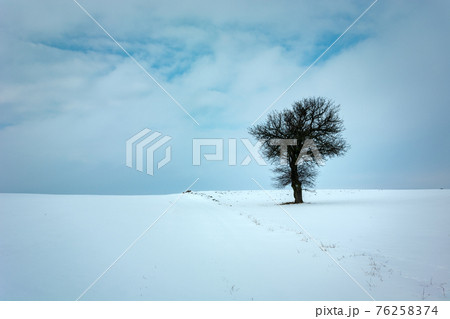 Winter view of a lonely tree in the field Winter view of a lonely tree in the field 76258374