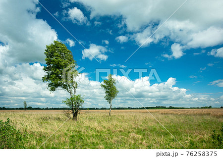 Birch trees in the wind and white clouds on the sky 76258375