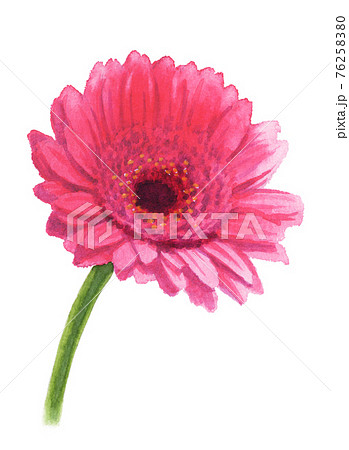 アナログ水彩ガーベラの花ピンクのイラスト素材