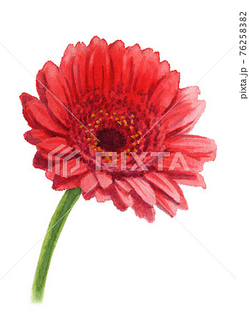 アナログ水彩ガーベラの花赤のイラスト素材 [76258382] - PIXTA