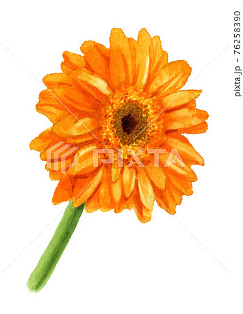 アナログ水彩ガーベラの花オレンジ色のイラスト素材