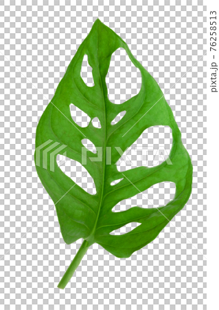 Tropical leaf of Monstera Adansonii also called Monstera Monkey isolated on a white background. High details macro shot image. PNG file with transparent background. 76258513