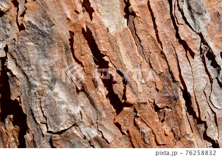 Textured pattern of pine bark. Textured pattern of pine bark. 76258832
