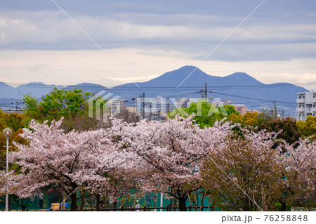 春を迎えた大阪 満開の桜と二上山の写真素材