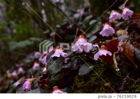イワウチワの写真素材