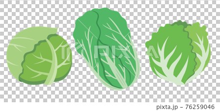 キャベツと白菜とレタスの葉物野菜セットのイラスト素材のイラスト素材