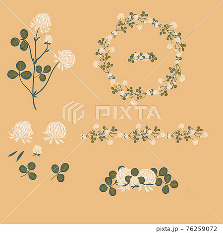 White clover. Wild meadow flower clipart isolated White clover. Wild meadow flower clipart isolated 76259072