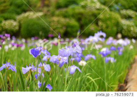 花菖蒲 花菖蒲 76259073