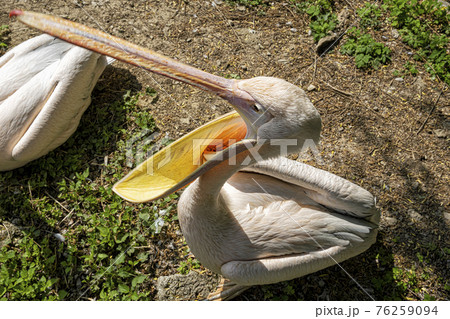 Great white pelican (Pelecanus onocrotalus) Great white pelican (Pelecanus onocrotalus) 76259094