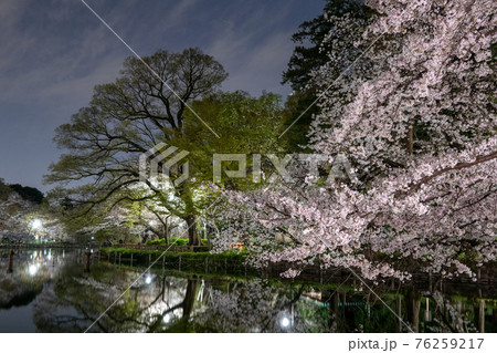 春の井の頭公園　夜桜のある風景　（2021年3月 東京 武蔵野市・三鷹市） 76259217