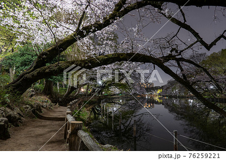 春の井の頭公園　夜桜のある風景　（2021年3月 東京 武蔵野市・三鷹市） 76259221