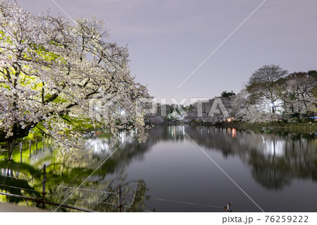 春の井の頭公園 夜桜のある風景 (2021年3月 東京 武蔵野市・三鷹市) 春の井の頭公園 夜桜のある風景 (2021年3月 東京 武蔵野市・三鷹市) 76259222