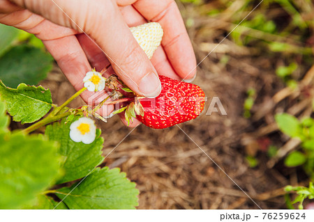 Gardening and agriculture concept. Female farm worker hand harvesting red fresh ripe organic strawberry in garden. Vegan vegetarian home grown food production. Woman picking strawberries in field. Gardening and agriculture concept. Female farm worker hand harvesting red fresh ripe organic strawberry in garden. Vegan vegetarian home grown food production. Woman picking strawberries in field. 76259624