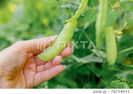 Gardening and agriculture concept. Female farm worker hand harvesting green fresh ripe organic peas on branch in garden. Vegan vegetarian home grown food production. Woman picking pea pods. Gardening and agriculture concept. Female farm worker hand harvesting green fresh ripe organic peas on branch in garden. Vegan vegetarian home grown food production. Woman picking pea pods. 76259641