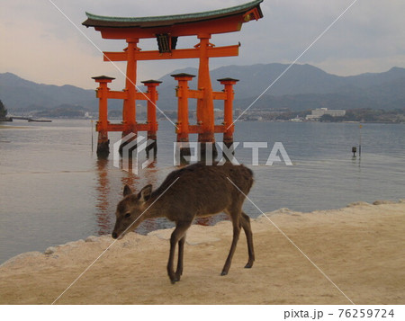 日没の大鳥居と鹿 76259724