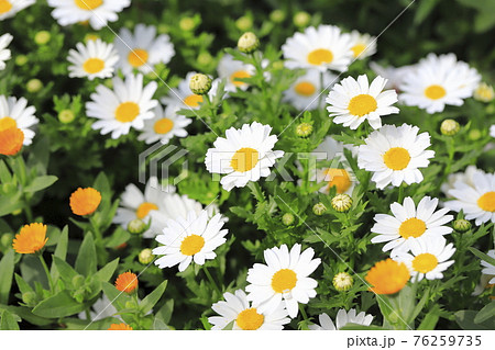 春から初夏に咲く花　ノースポール 76259735