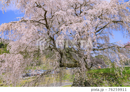 又兵衛桜 満開の滝桜 又兵衛桜 満開の滝桜 76259911