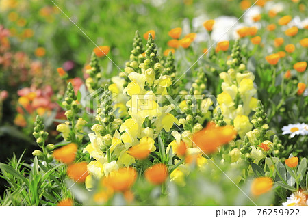 春から初夏に咲く花 金魚草 キンギョソウ の写真素材