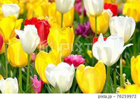 春イメージ　チューリップ 76259972