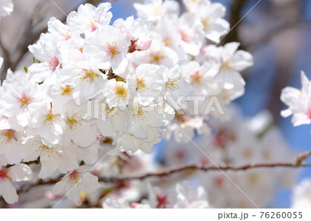 春イメージ 桜 春イメージ 桜 76260055