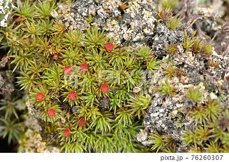 Crassulaceae Sedum Compactum Rose Crassulaceae Sedum Compactum Rose 76260307