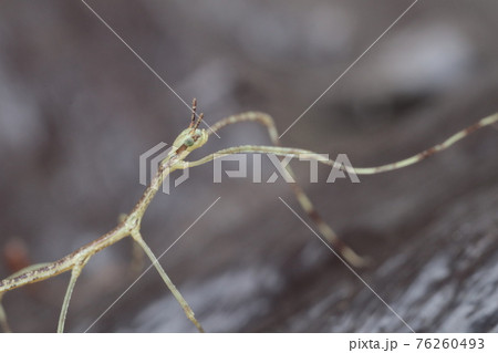 ナナフシ/ナナフシモドキ　幼虫 76260493